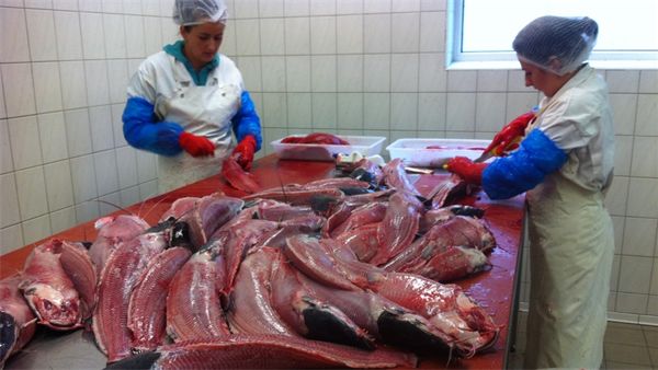 vissen naar subsidie